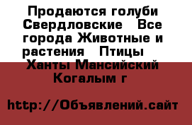 Продаются голуби Свердловские - Все города Животные и растения » Птицы   . Ханты-Мансийский,Когалым г.